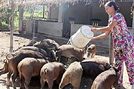 Về tận làng quê “khuân” lợn rừng, dê, gà chân voi ăn Tết