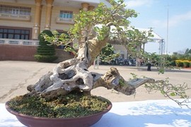 La liệt bonsai độc lạ giá cả cây vàng “đại náo” thị trường Tết 2018 