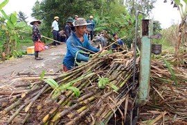 Ế 30.000 tấn đường, Bí thư Hậu Giang phải kêu gọi "giải cứu”