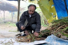 "Thần sống" nơi cổng trời, 99 tuổi vẫn chăn trâu bình thường