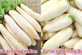 Củ cải trắng rớt giá thảm: Cách phá tan nghi ngờ "cứ to là hàngTQ"