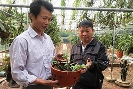 "Ngả mũ" thú chơi lan rừng có một không hai của đại gia Việt