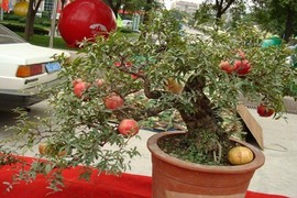 Mãn nhãn những cây lựu bonsai đẹp nhất thế giới