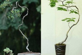 Đẹp hút mắt loạt bonsai dáng văn nhân đầy nghệ thuật