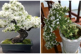 Mãn nhãn ngắm bạch tuyết mai bonsai tuyệt đẹp chưng Tết