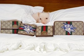 Hình ảnh lợn con xuất hiện trên loạt hàng hiệu Gucci 