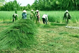 Lạ đời trồng loại cỏ dại vẫn thu về cả trăm triệu 