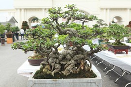 Choáng váng chậu bonsai bé tin hin, giá siêu khủng