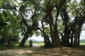 Kỳ bí cây sanh cổ 800 tuổi trong phim Ma làng: “Thần hộ mệnh”