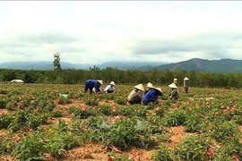 Loài sâm tưởng tuyệt chủng bỗng hồi sinh thần kỳ, dân đút túi tiền tỷ/năm 