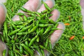 Lạ lùng ớt gió Hà Giang gần triệu đồng/kg vẫn “khan hàng”