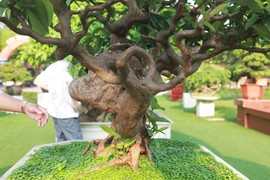 Bonsai ổi “Tể tướng Lưu gù” chủ nhân quý hơn vàng