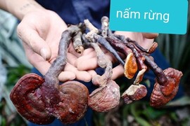 Nấm lim xanh: cách tránh dính quả lừa 