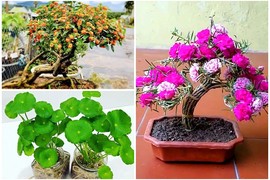 Ngỡ ngàng loạt cây dại thành bonsai chơi Tết