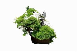 Mãn nhãn loạt siêu phẩm bonsai nhà giàu có tiền cũng khó mua