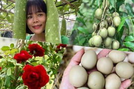 Có gì trong khu vườn rộng nghìn m2 của ca sĩ Mỹ Lệ?