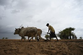 Myanmar: Từ vựa lúa màu mỡ đến những ngôi làng vắng người trẻ tuổi