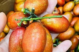 Quả rừng có màu đỏ như máu được lùng mua hàng trăm nghìn đồng/kg