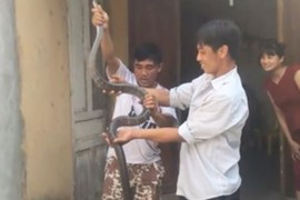 Clip: Dùng tay không bắt rắn hổ mang hơn 2 mét ở Tuyên Quang