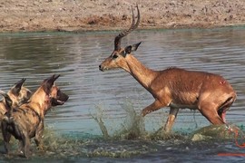 Là con mồi, chạy đi đâu cũng không thể thoát  