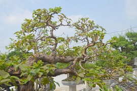 Tò mò những cây ổi bonsai đắt nhất trời Nam