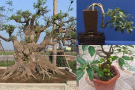 Mê tít loạt sung bonsai đẹp khó rời mắt