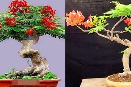 Mê mẩn những chậu phượng vĩ bonsai độc nhất vô nhị