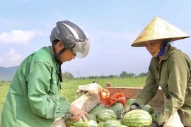 Nông dân phấn khởi thu hoạch dưa giữa trưa nắng chang chang 