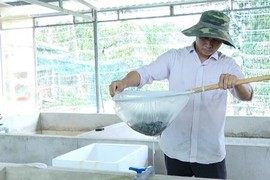 Nuôi lươn dày đặc trong nhà, nông dân Vũng Tàu thu tiền tỷ