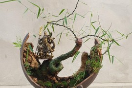  Ngỡ ngàng cây dại mọc bờ bụi thành bonsai “hét giá” 70 triệu