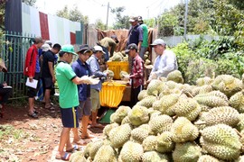 “Cò” đất chuyển hướng sang môi giới sầu riêng ở Tây Nguyên