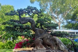 Ngắm loạt “quái cây” bonsai giá hàng tỷ đồng không bán 