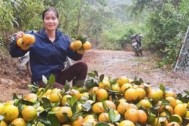 Thủ phủ cam Hà Tĩnh vào vụ, nông dân 'đếm quả tính tiền'