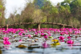 Ngắm hoa súng ‘tô hồng’ suối Yến 