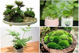 Ngắm bonsai độc nhất vô nhị lên đời từ cỏ dại