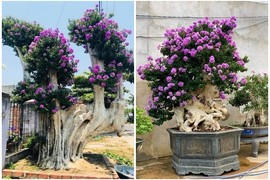 Chiêm ngưỡng loạt bằng lăng bonsai siêu đẹp mắt 