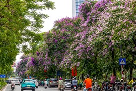 Mãn nhãn mùa hoa tháng 5 khoe sắc tại Hà Nội