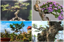 Top 10 bonsai dáng quái có 1-0-2 khiến đại gia mê mẩn 