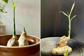 Ngắm loạt gừng bonsai siêu đẹp khiến chị em mê mẩn 