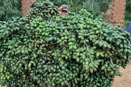 Giá cau tăng cao, giảm mạnh... "mánh cũ" lừa mãi vẫn thắng