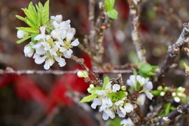 Mận rừng rầm rập xuống phố, khách đua nhau mua chơi Tết sớm