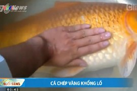 Câu được cá chép vàng khổng lồ ở Lâm Đồng