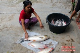 Cá lồng trên sông Nậm Nơn chết hàng loạt không rõ nguyên nhân