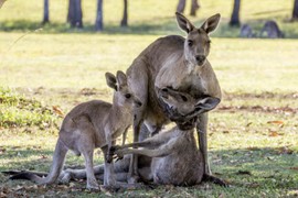 Ảnh động vật tuần: Xúc động kangaroo mẹ ôm con đã chết