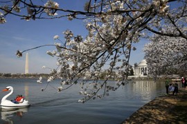 Ngắm hoa anh đào khoe sắc ở thủ đô Washington