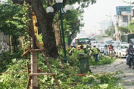 Lãnh đạo công ty Cây xanh nói gì vụ tỉa cây gây tắc đường Hà Nội?