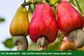 Loại hạt quen thuộc ở Việt Nam nhưng là món ăn đắt giá ở nước ngoài