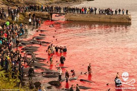 Cảnh thảm sát cá voi ở Faroe, bãi biển đỏ máu