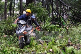 TP HCM: Mưa lớn, cây xanh đổ hàng loạt làm nhiều người bị thương 