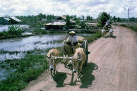 Ảnh đời thường thú vị ở Long An năm 1968 (2)